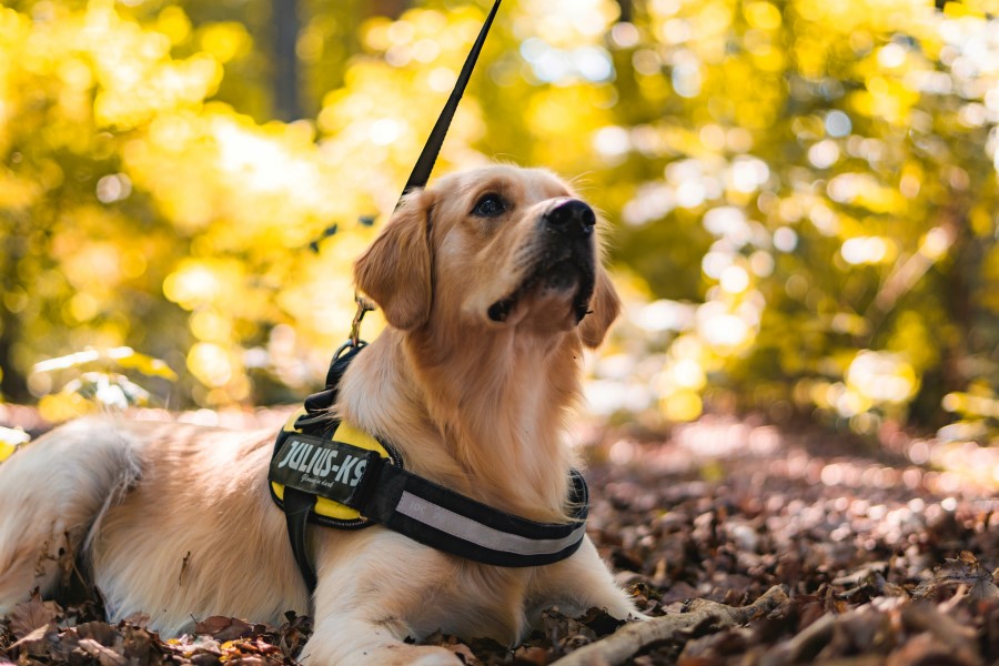 Assistanshund Golden retriever